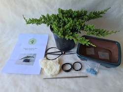 Juniper Procumbens Nana Starter Kits