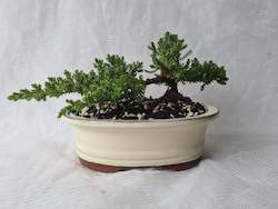 Bonsai Juniper Procumbens Nana