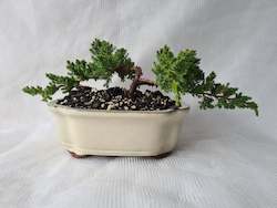 Bonsai Juniper Procumbens Nana