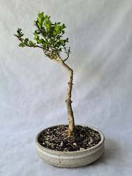 Bonsai Boxwood (Buxus)