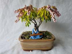 Bonsai Figurines