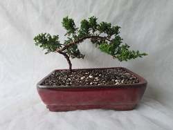 Bonsai Juniper Procumbens Nana