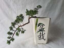 Bonsai Juniper Procumbens Nana