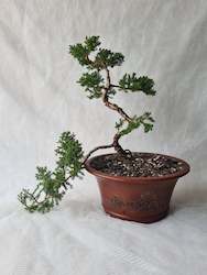 Bonsai Juniper Procumbens Nana