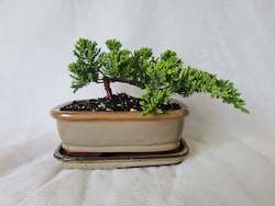 Bonsai Juniper Procumbens Nana