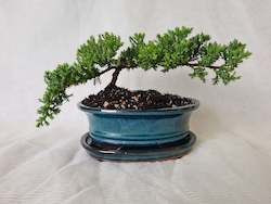 Bonsai Juniper Procumbens Nana