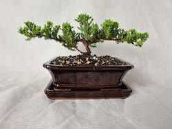 Bonsai Juniper Procumbens Nana