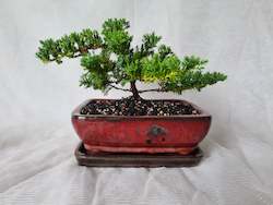 Bonsai Juniper Procumbens Nana