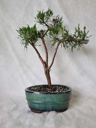 Bonsai Chinese Juniper