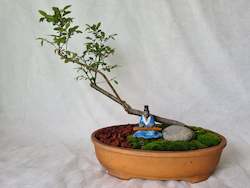 Bonsai Chinese Elm