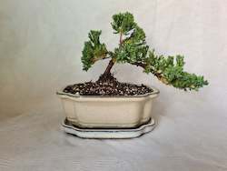 Bonsai Juniper Procumbens Nana