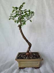 Bonsai Chinese Elm