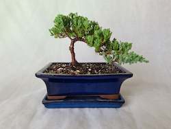 Bonsai Juniper Procumbens Nana