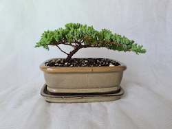 Bonsai Juniper Procumbens Nana