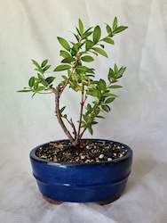 Homewares: Bonsai Pohutukawa