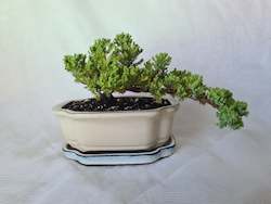 Bonsai Juniper Procumbens Nana