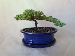 Bonsai Juniper Procumbens Nana