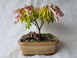 Bonsai Figurines