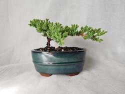 Bonsai Juniper Procumbens Nana