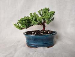 Bonsai Juniper Procumbens Nana