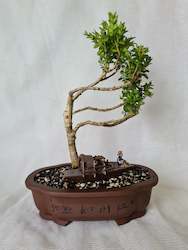 Bonsai Boxwood (Buxus)