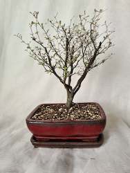 Bonsai Corokia Little Prince