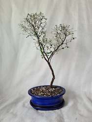 Bonsai Corokia Little Prince