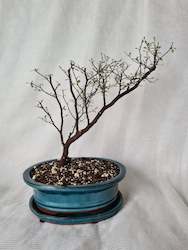 Bonsai Corokia Little Prince