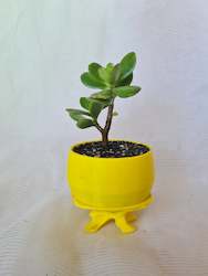 Bonsai Succulent