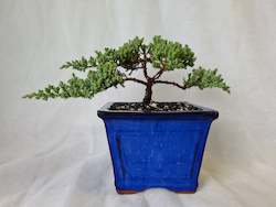 Bonsai Juniper Procumbens Nana