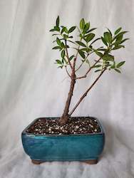 Bonsai Pohutukawa