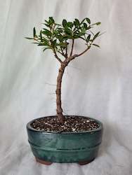 Bonsai Pohutukawa