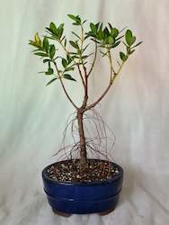 Bonsai Pohutukawa