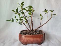 Bonsai Pohutukawa