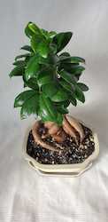 Homewares: Bonsai Ficus