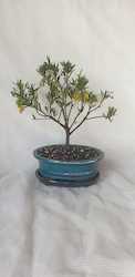 Bonsai Grevillea Ignite