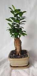 Bonsai Ficus