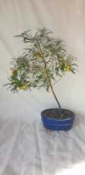 Kowhai Bonsai Tree