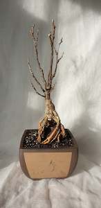 Homewares: Bonsai Wisteria