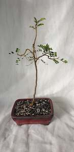 Bonsai Kowhai (Sophora)