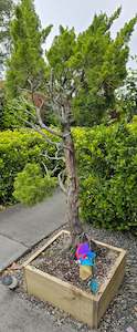 Chinese Juniper - Mature Bonsai Tree