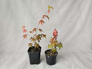 Maple Seedlings