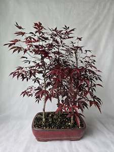 Homewares: Maple Bonsai