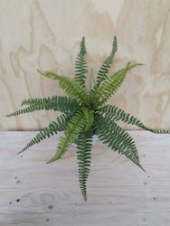 New Zealand Fern