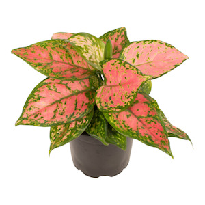 Aglaonema Favonia 12cm Pot Plant