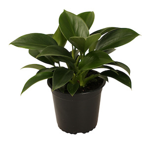 Philodendron Green Princess - Indoor Plant