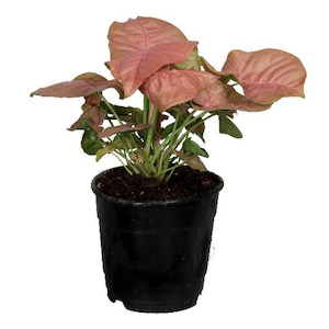 Pink Syngonium Plant