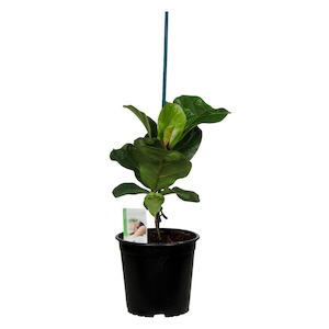 Ficus Lyrata - Bambino 14cm