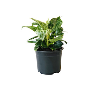 Philodendron Selloum "Birkin"