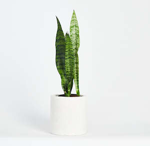 Sansevieria Black Coral Plant